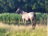 Dressurpferd Donaunebel (Trakehner, 2017, von Best Before Midnight)