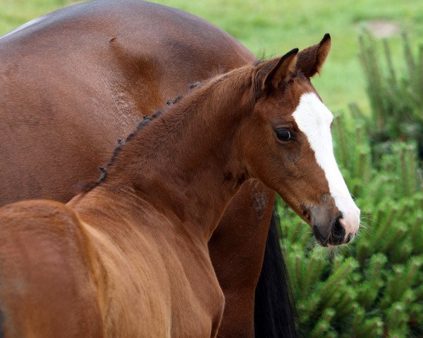 broodmare Belle Couleur (German Sport Horse, 2019, from Callaho's Benicio)
