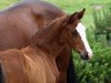 broodmare Belle Couleur (German Sport Horse, 2019, from Callaho's Benicio)