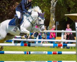 jumper Matchmakers Lad (Irish Sport Horse, 2007, from Matchmakers Lad)