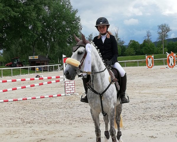 Springpferd Top Iallah du Bergshaff (Luxemburgisches Pony, 2011, von Idefix du Villon 2)