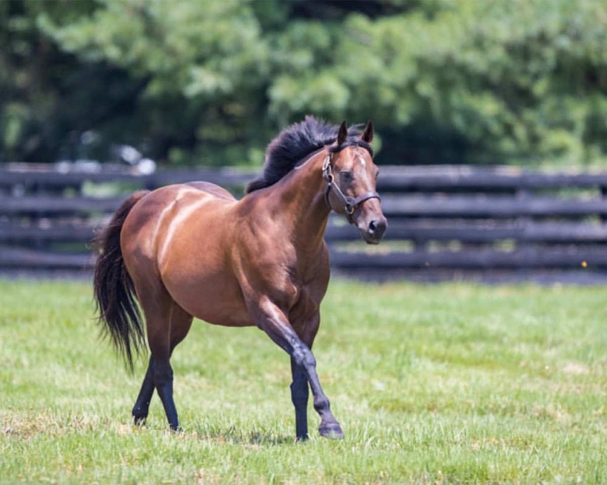 stallion Palace Malice xx (Thoroughbred, 2010, from Curlin xx)