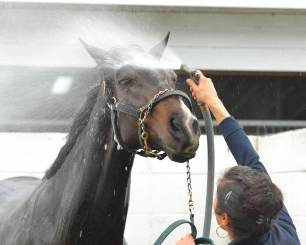 Pferd Stute von Medaglia d´Oro xx (Englisches Vollblut, 2017, von Medaglia d'Oro xx)