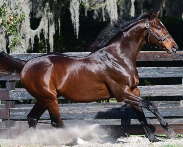 horse Jess's Dream xx (Thoroughbred, 2012, from Curlin xx)