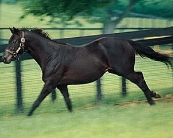 stallion Private Terms xx (Thoroughbred, 1985, from Private Account xx)