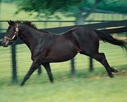 stallion Private Terms xx (Thoroughbred, 1985, from Private Account xx)