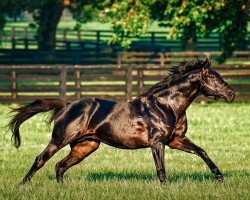 stallion Temple City xx (Thoroughbred, 2005, from Dynaformer xx)