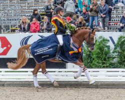 dressage horse Double Diamond (German Riding Pony, 2013, from Dreidimensional AT NRW)