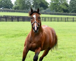 stallion Gormley xx (Thoroughbred, 2014, from Malibu Moon xx)