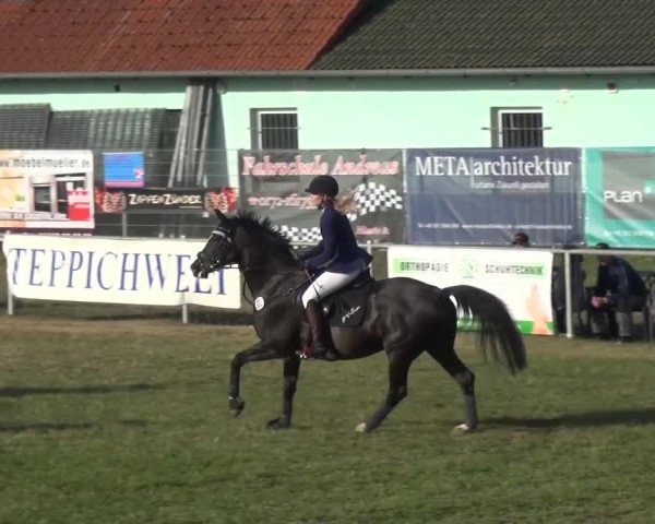 Reitturnier Gardelegen 2016