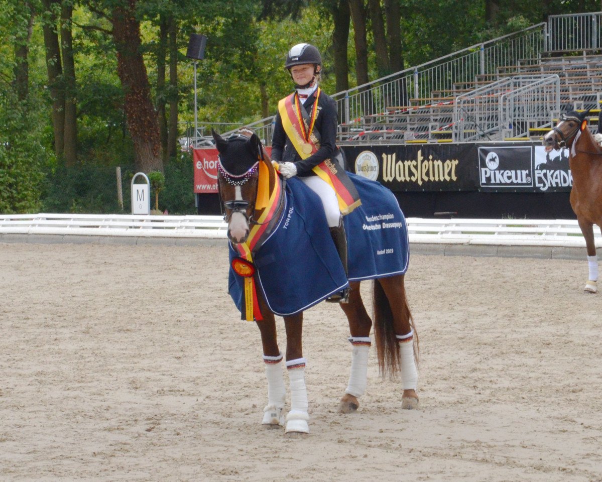 Deckhengst DSP COSMO ROYALE (Deutsches Reitpony, 2014, von Cosmopolitan NRW)