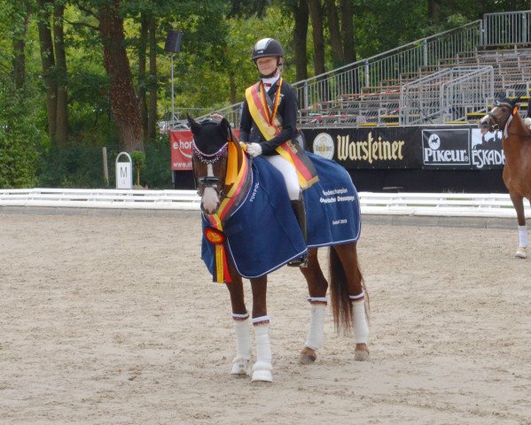 stallion DSP Cosmo Royale (German Riding Pony, 2014, from Cosmopolitan NRW)