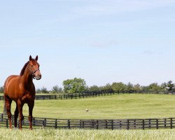 Deckhengst Accelerate xx (Englisches Vollblut, 2013, von Lookin At Lucky xx)