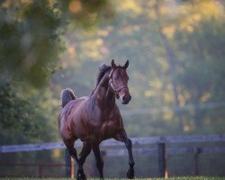 stallion Birdstone xx (Thoroughbred, 2001, from Grindstone xx)