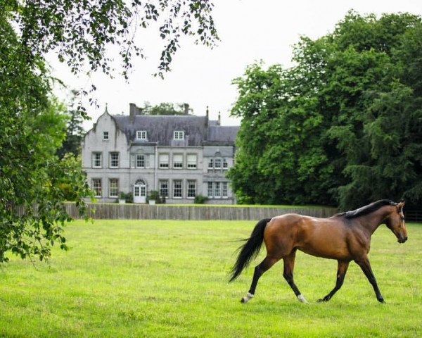 stallion Ribchester xx (Thoroughbred, 2013, from Iffraaj xx)