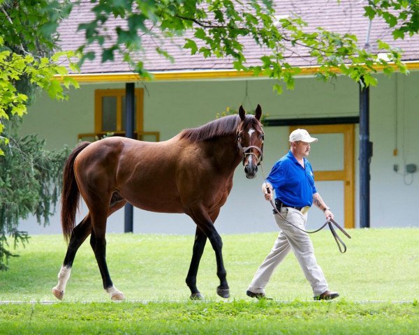 stallion Algorithms xx (Thoroughbred, 2009, from Bernardini xx)