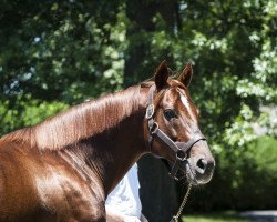 stallion First Samurai xx (Thoroughbred, 2003, from Giant's Causeway xx)