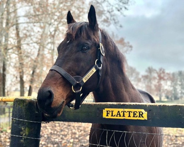 stallion Flatter xx (Thoroughbred, 1999, from A. P. Indy xx)