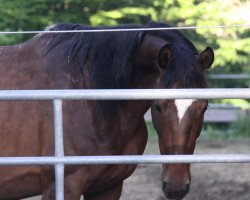 Zuchtstute Haskara (Trakehner, 2005, von Askar AA)