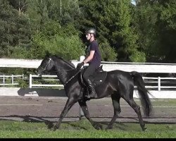 stallion ksero (Arabian thoroughbred, 2014)