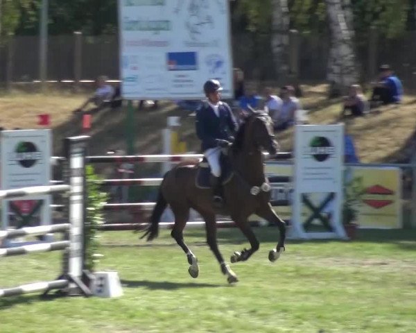 Reitturnier Gardelegen 2016
