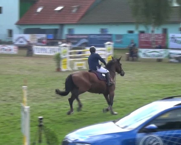 Reitturnier Gardelegen 2016