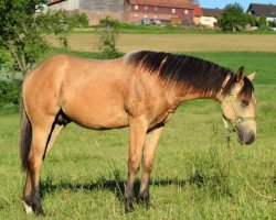 Pferd Tyga Spooks Pena (Quarter Horse,  , von Wimpy's Blue Spook)