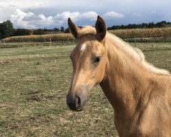 dressage horse Quinta Now (Westphalian, 2018, from Qaside Md)