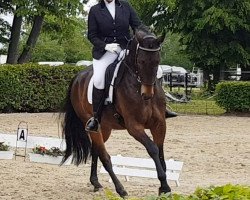 dressage horse Jackson 92 (KWPN (Royal Dutch Sporthorse), 2014, from Lord Leatherdale)