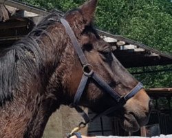 broodmare Stella J (Trakehner, 2002, from Konvoi)