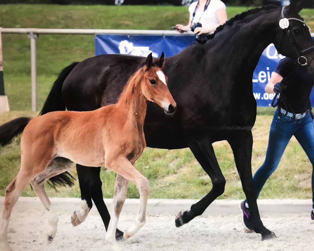 broodmare Bibi JS (Oldenburg, 2019, from Callaho's Benicio)