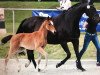 broodmare Bibi JS (Oldenburg, 2019, from Callaho's Benicio)