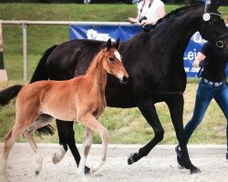 broodmare Bibi JS (Oldenburg, 2019, from Callaho's Benicio)