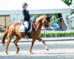 dressage horse Wild Passion (Nederlands Rijpaarden en Pony, 2004, from Wild Romance)