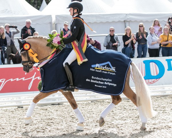 stallion D-Gold AT NRW (German Riding Pony, 2016, from Dreidimensional AT NRW)