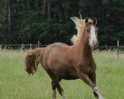 horse Aurora's Smilla (Welsh-Cob (Sek. D), 2016, from Thor Baffle)