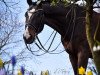 stallion Life's dream 2 (German Sport Horse, 2005, from Loreto)