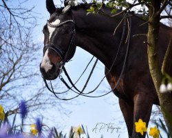 stallion Life's dream 2 (German Sport Horse, 2005, from Loreto)