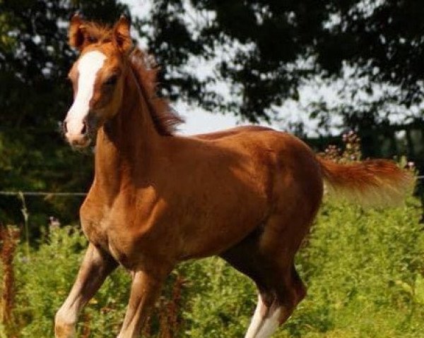 dressage horse Desert King (German Riding Pony, 2021, from D-Gold AT NRW)