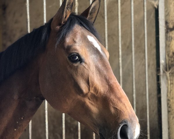 dressage horse Ella (Oldenburg, 2012, from Fio)