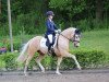 dressage horse Henry 397 (German Riding Pony, 2013, from Hesselteichs Grimaldi)