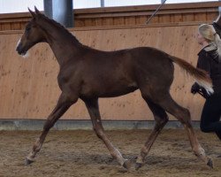 dressage horse Bonds Sanroniro (Oldenburg, 2016, from Bonds)