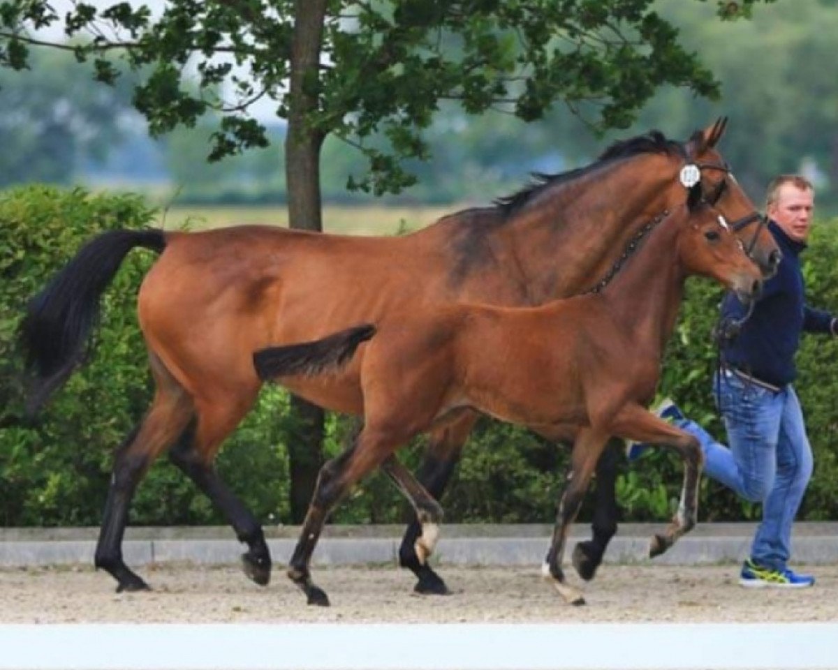 Zuchtstute Casima (Oldenburger Springpferd, 2008, von Catoki)