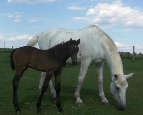 broodmare Ozona (Holsteiner, 1999, from Baldini I)