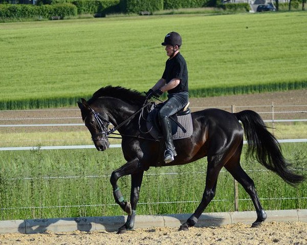 stallion Samaro (Württemberger, 2000, from Samos)