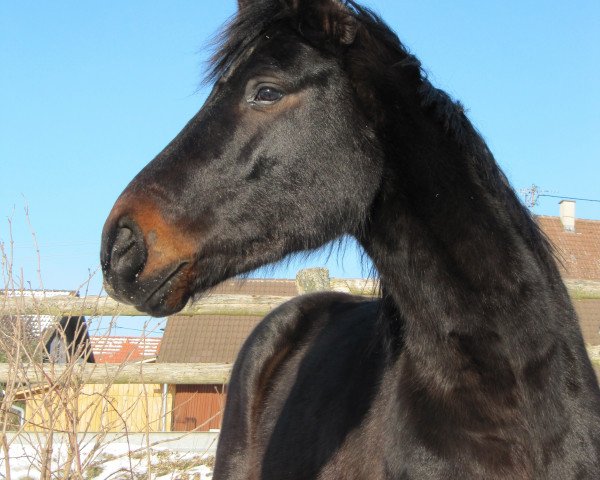 Springpferd Sarastro (Württemberger, 2005, von Samaro)