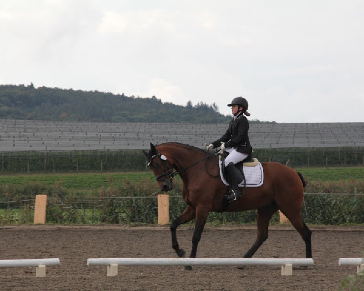 dressage horse Cindy Crawford 6 (Württemberger, 2009, from Indoctro II)