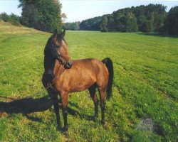 broodmare Malve (Württemberger, 1993, from Mitch)