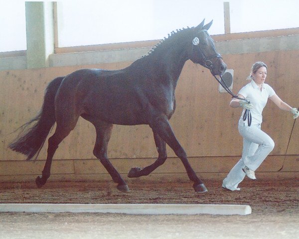 jumper Rebecca (German Warmblood, 1997, from Ruehmann)