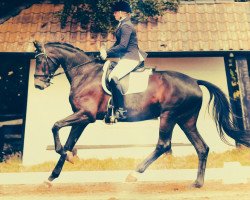 broodmare Snoepje van de Wohld (Oldenburg, 2008, from Sir Donnerhall I)